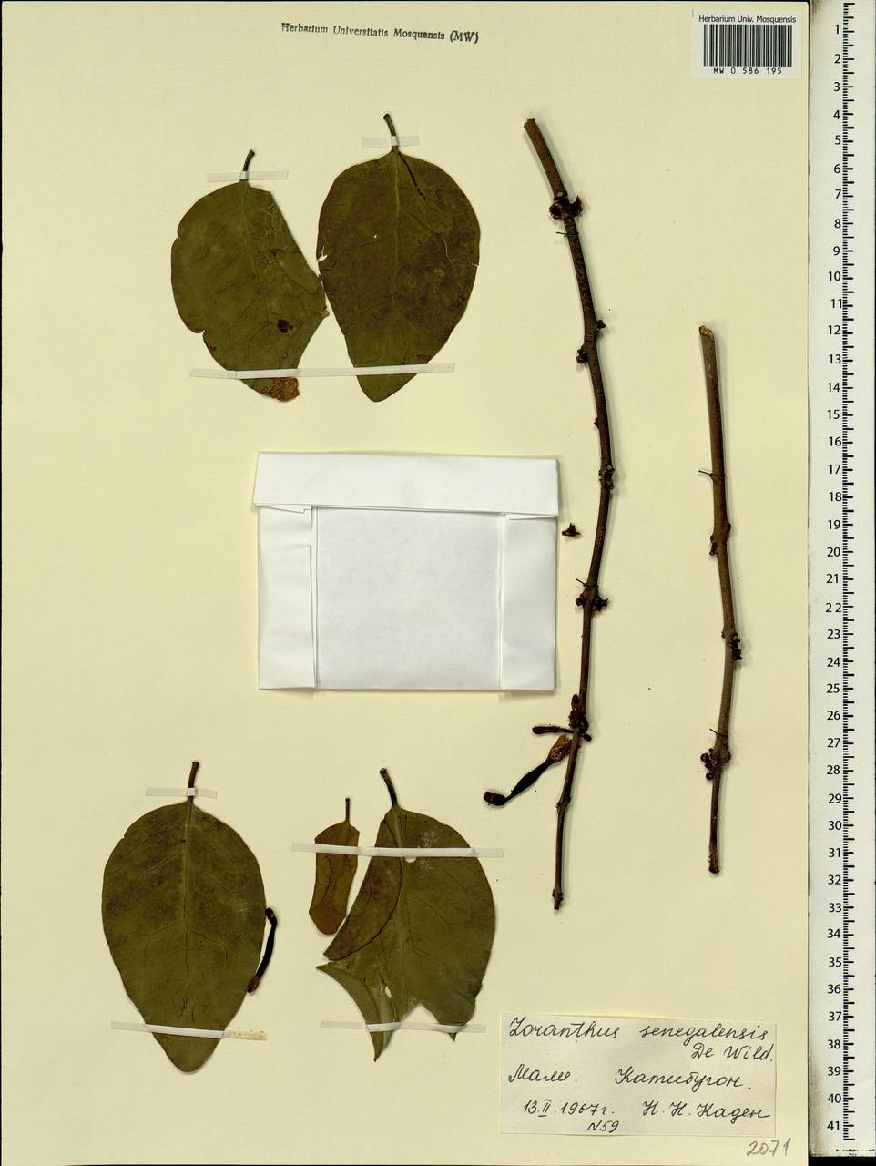 Tapinanthus pentagonus (DC.) van Tiegh., Africa (AFR) (Mali)