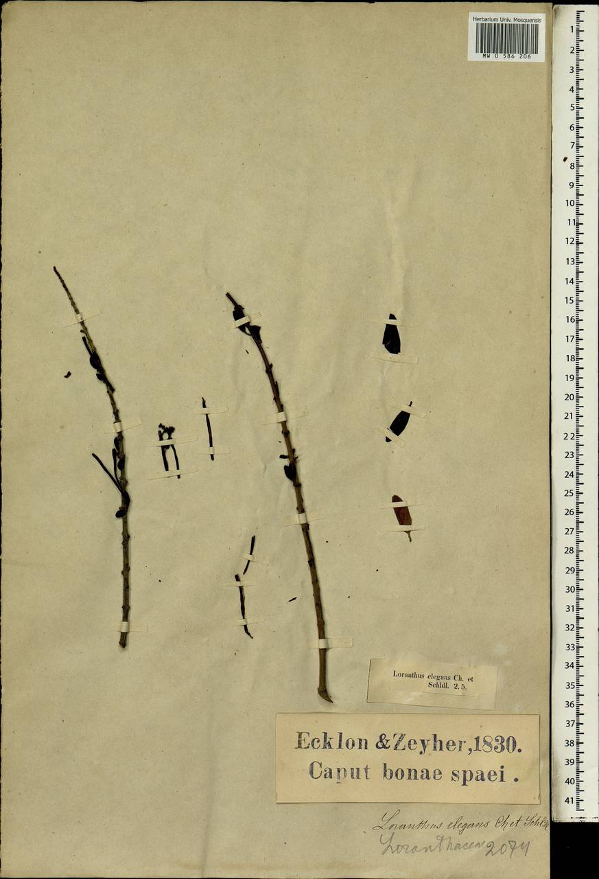 Moquiniella rubra (Spreng.fil.) Balle, Africa (AFR) (South Africa)