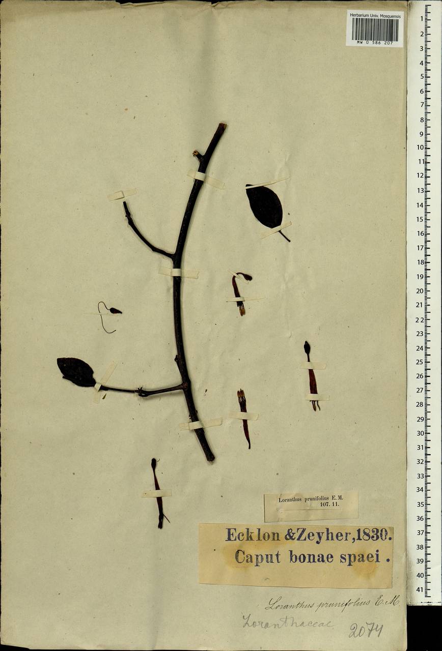 Agelanthus prunifolius (E. Mey. ex Harv.) R. M. Polhill & D. Wiens, Africa (AFR) (South Africa)