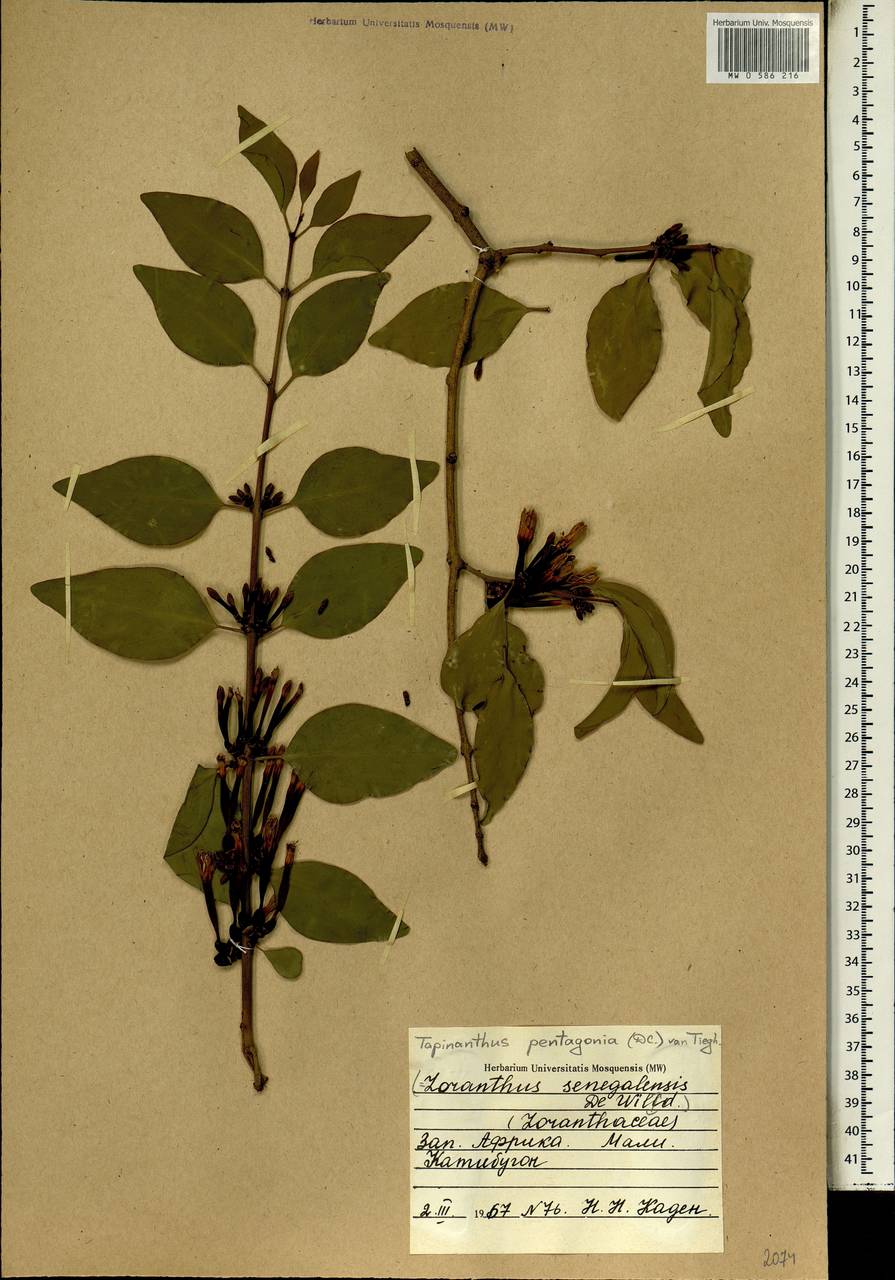 Tapinanthus pentagonus (DC.) van Tiegh., Africa (AFR) (Mali)