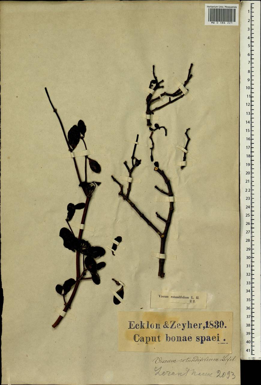 Viscum rotundifolium L. fil., Africa (AFR) (South Africa)