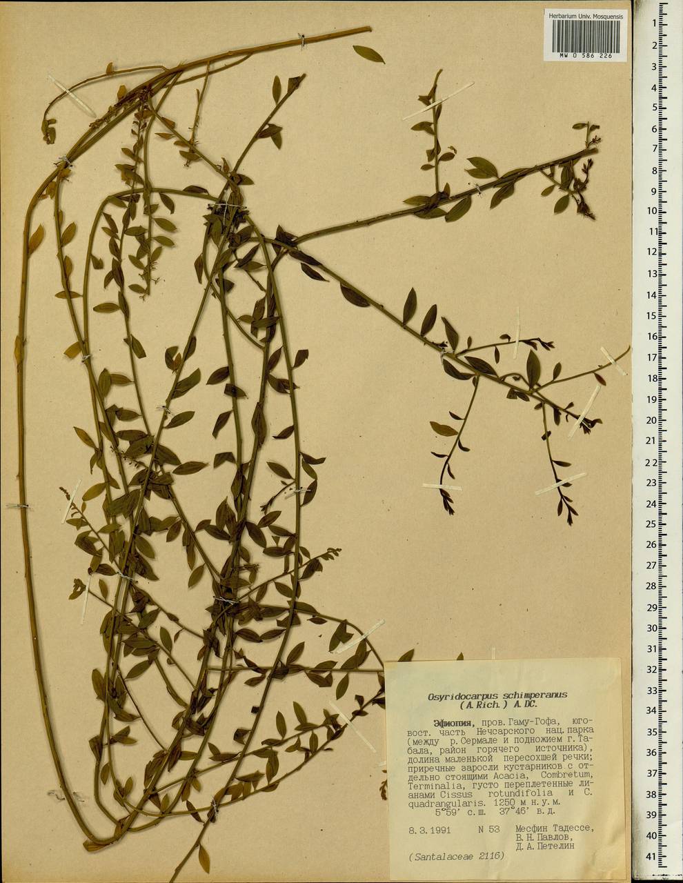 Osyridicarpos schimperianus (Hochst. ex A. Rich.) A. DC., Africa (AFR) (Ethiopia)