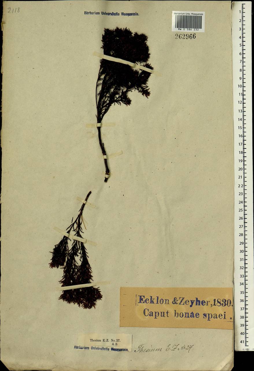 Thesium, Africa (AFR) (South Africa)