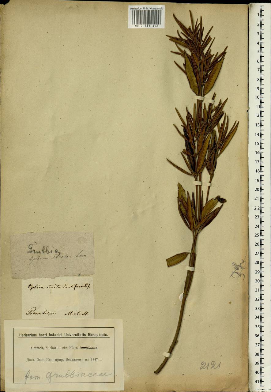 Grubbia rosmarinifolia var. pinifolia (Sond.) S. CarIquist, Africa (AFR) (South Africa)