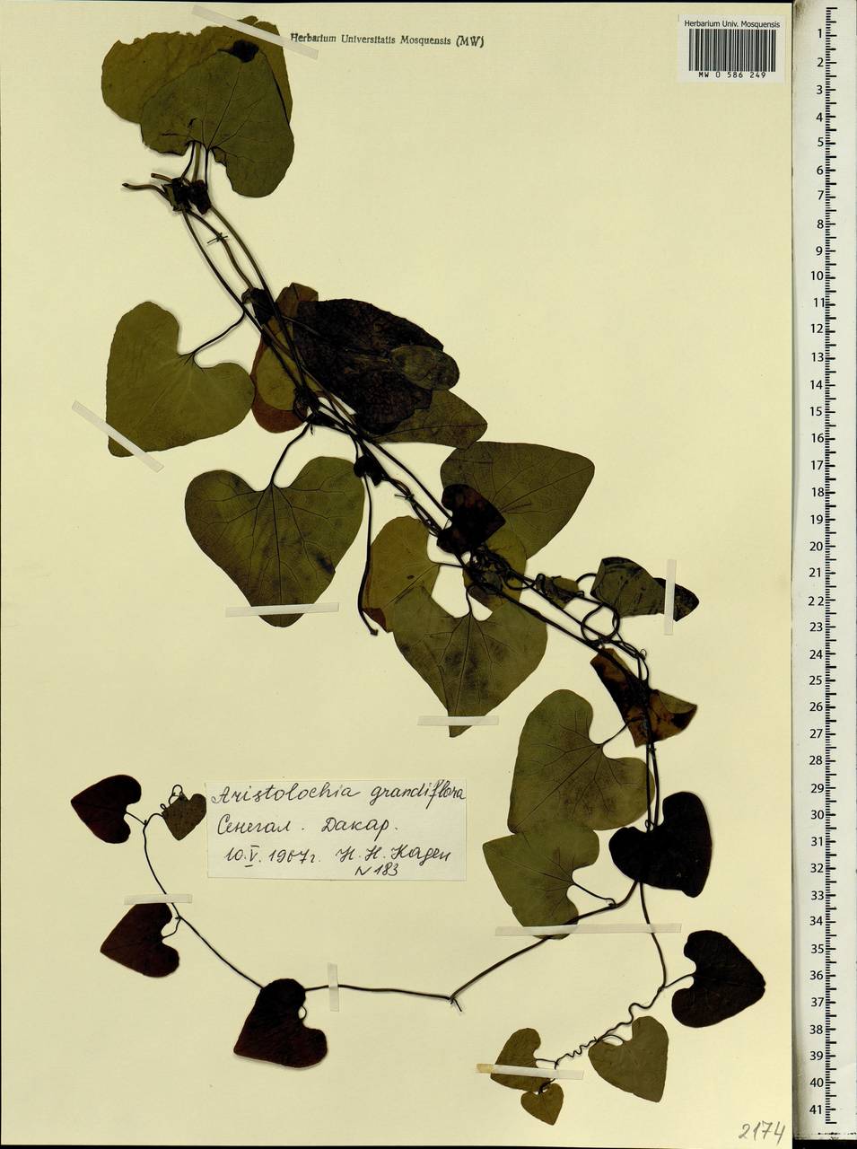 Aristolochia grandiflora Sw., Africa (AFR) (Senegal)