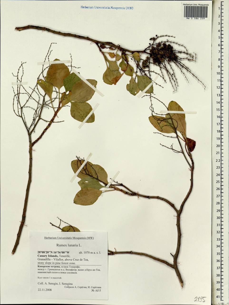 Rumex lunaria L., Africa (AFR) (Spain)
