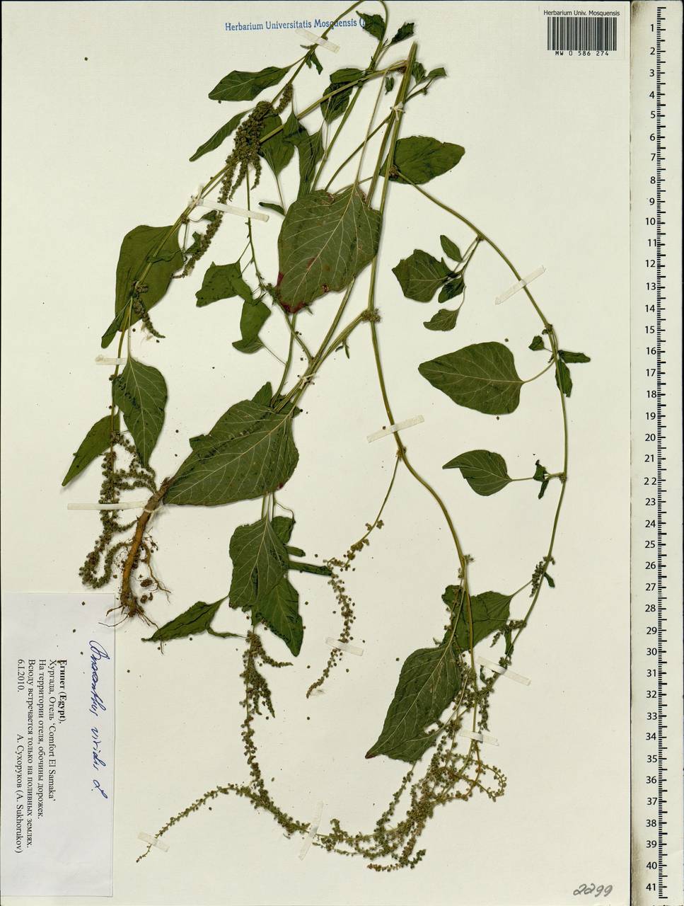 Amaranthus viridis L., Africa (AFR) (Egypt)