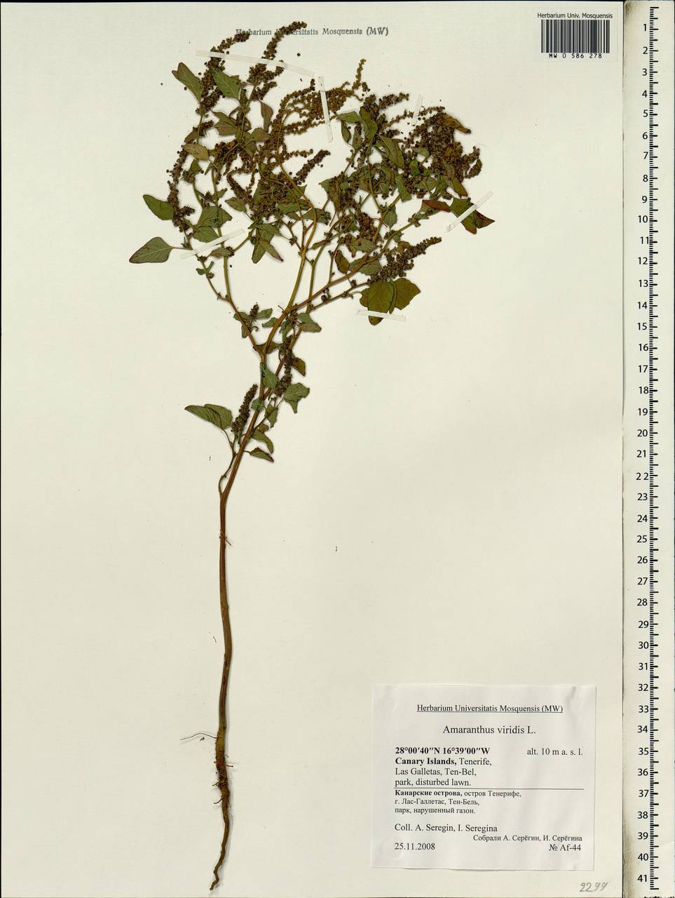 Amaranthus viridis L., Africa (AFR) (Spain)