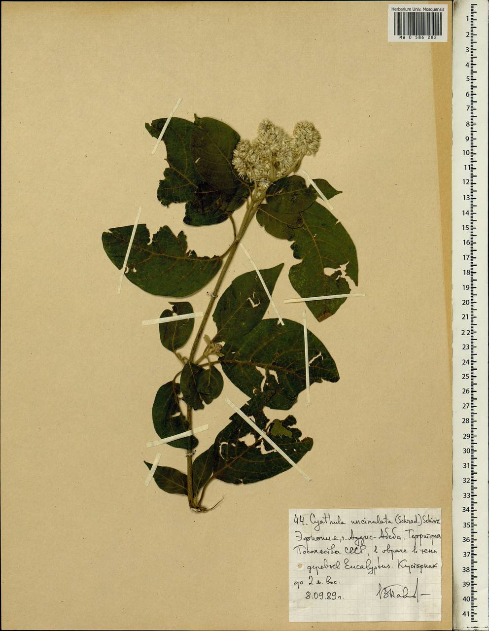 Cyathula uncinulata (Schrad.) Schinz, Africa (AFR) (Ethiopia)