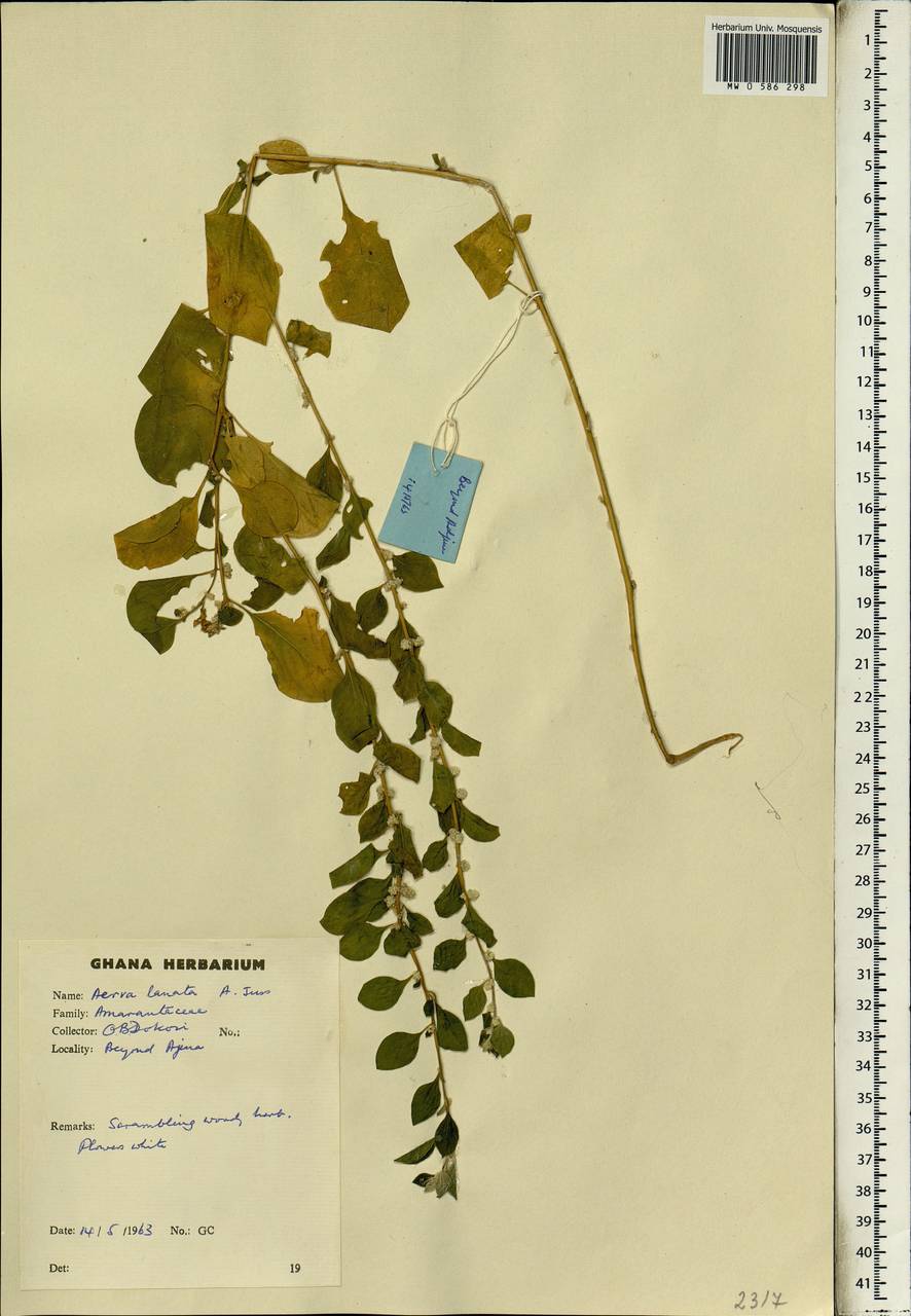 Aerva lanata (L.) Juss. ex Schult., Africa (AFR) (Ghana)