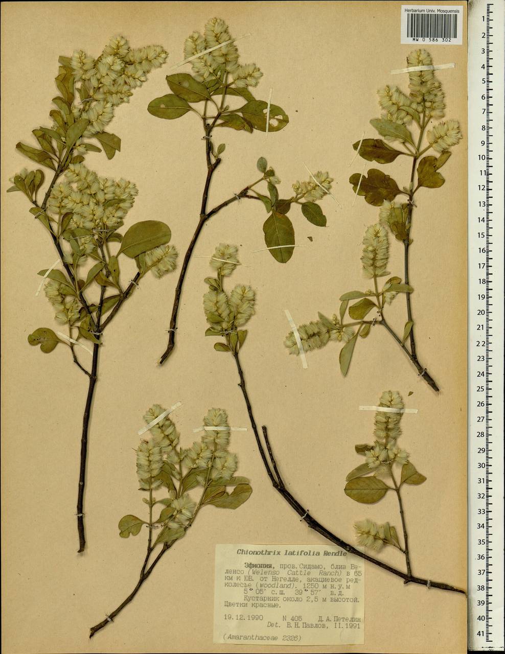 Chionothrix latifolia Rendle, Africa (AFR) (Ethiopia)
