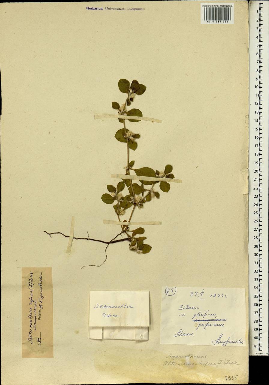 Alternanthera pungens Kunth, Africa (AFR) (Mali)