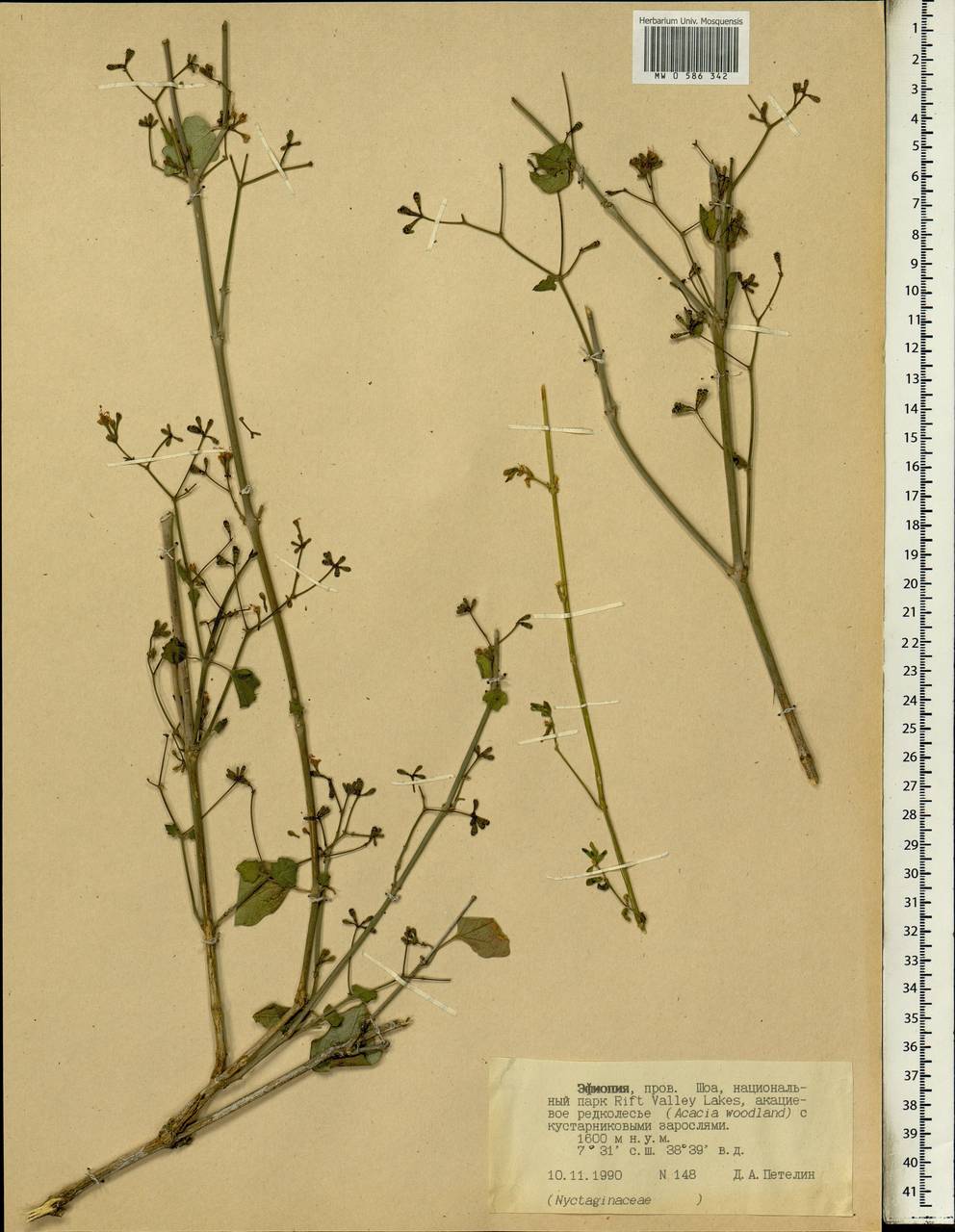 Nyctaginaceae, Africa (AFR) (Ethiopia)