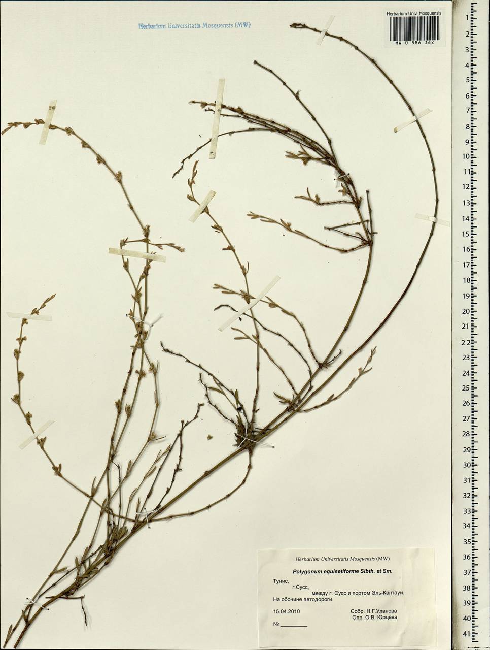 Polygonum equisetiforme Sm., Africa (AFR) (Tunisia)
