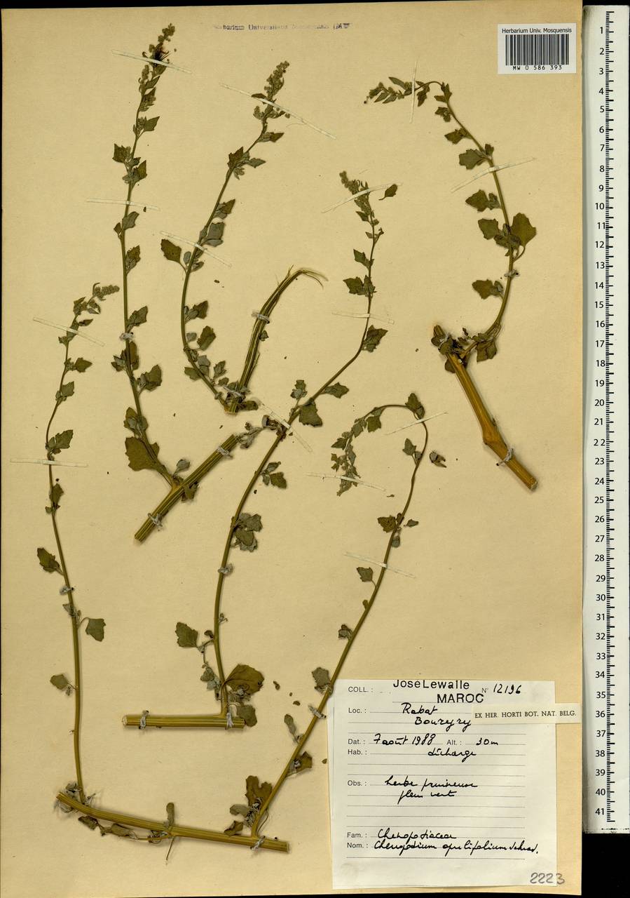 Chenopodium opulifolium Schrad., Africa (AFR) (Morocco)