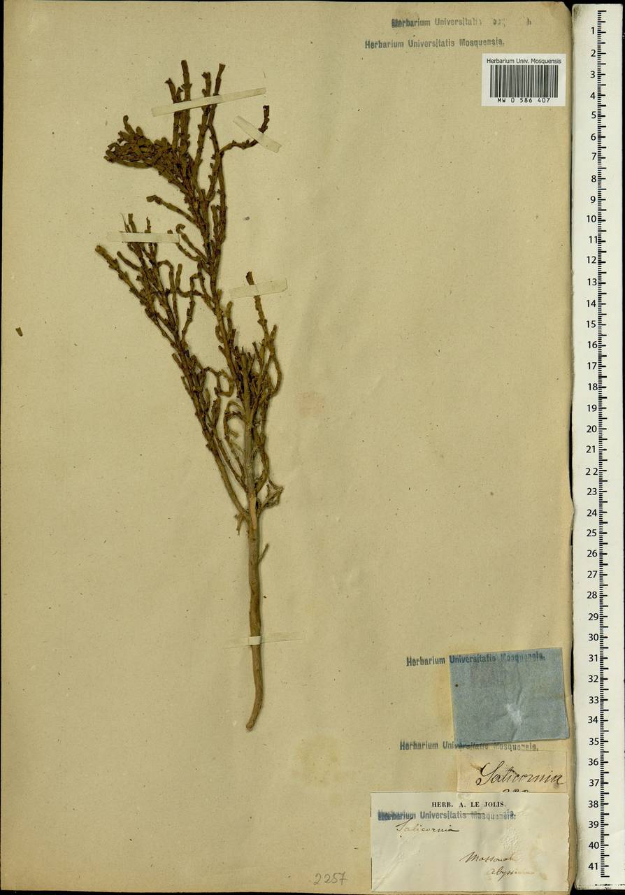 Salicornia, Africa (AFR) (Eritrea)