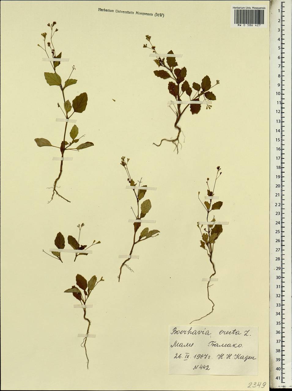 Boerhavia erecta L., Africa (AFR) (Mali)