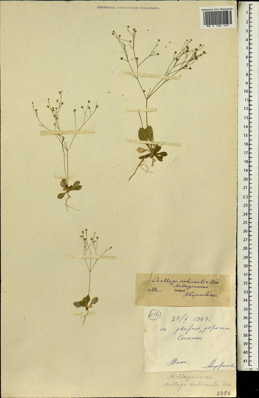 Paramollugo nudicaulis (Lam.) Thulin et al., Africa (AFR) (Mali)