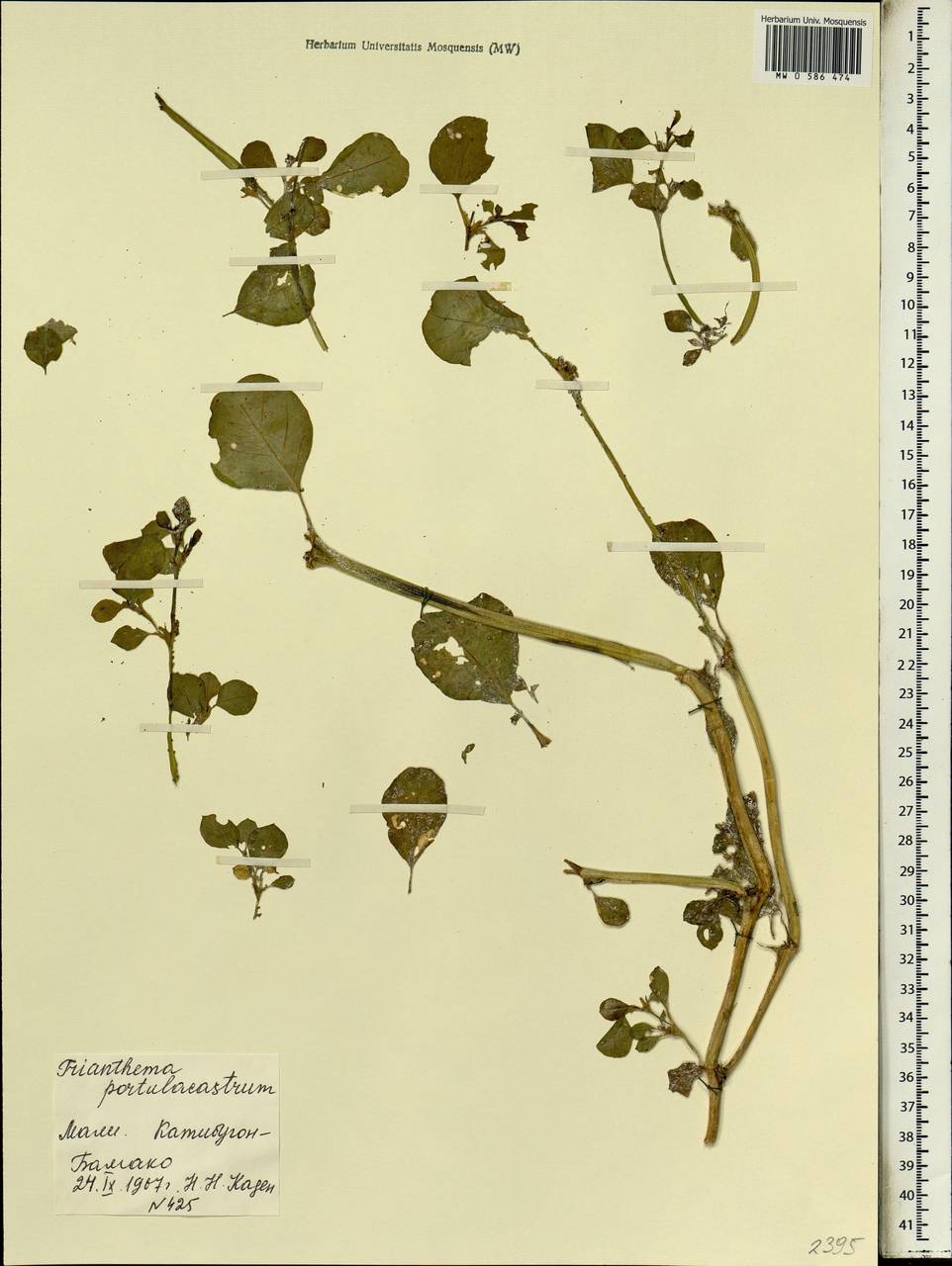 Trianthema portulacastrum L., Africa (AFR) (Mali)