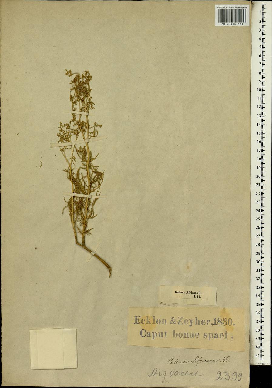 Aizoon africanum (L.) Klak, Africa (AFR) (South Africa)