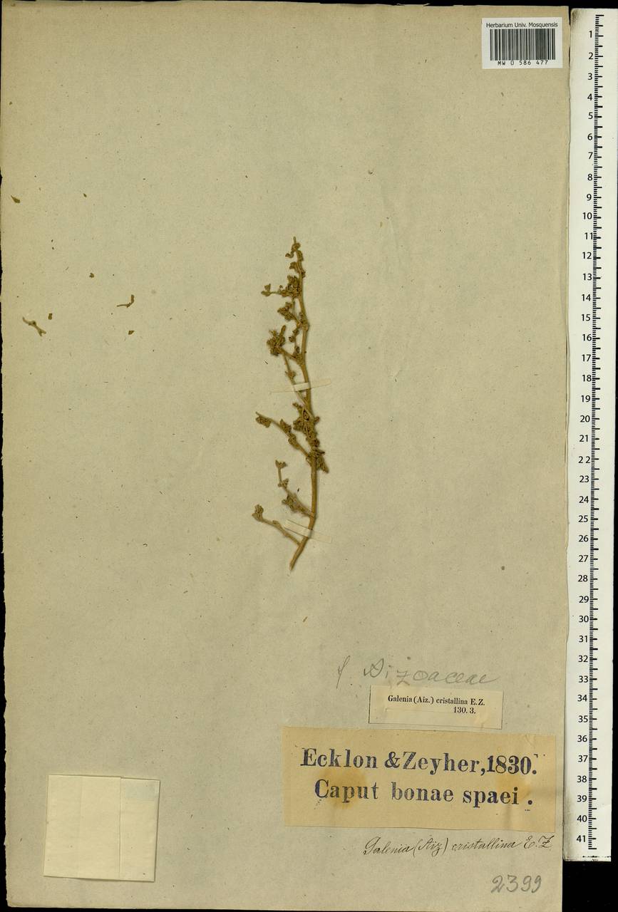 Galenia crystallina (Eckl. & Zeyh.) Fenzl ex Harv. & Sond., Africa (AFR) (South Africa)