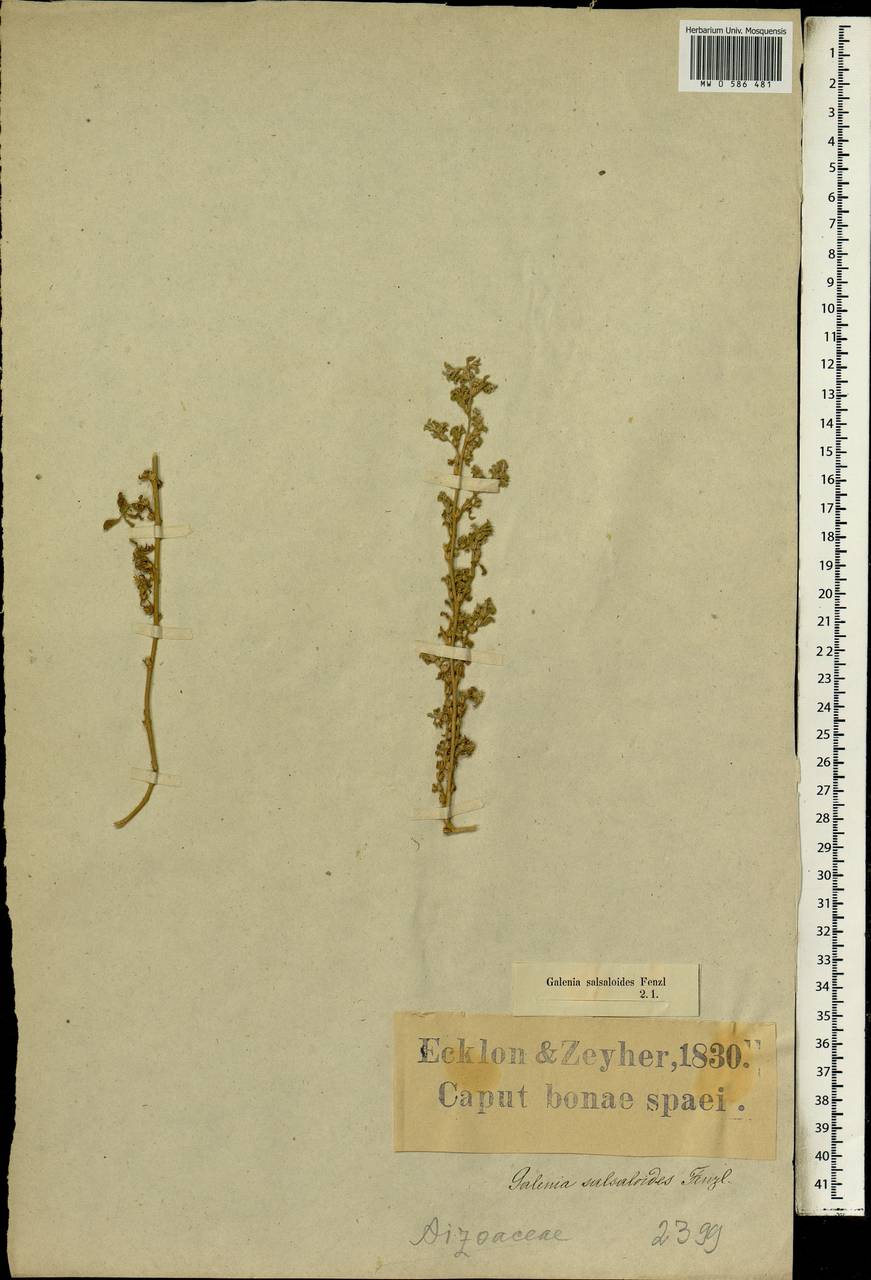 Galenia fruticosa (L. fil.) Sond., Africa (AFR) (South Africa)