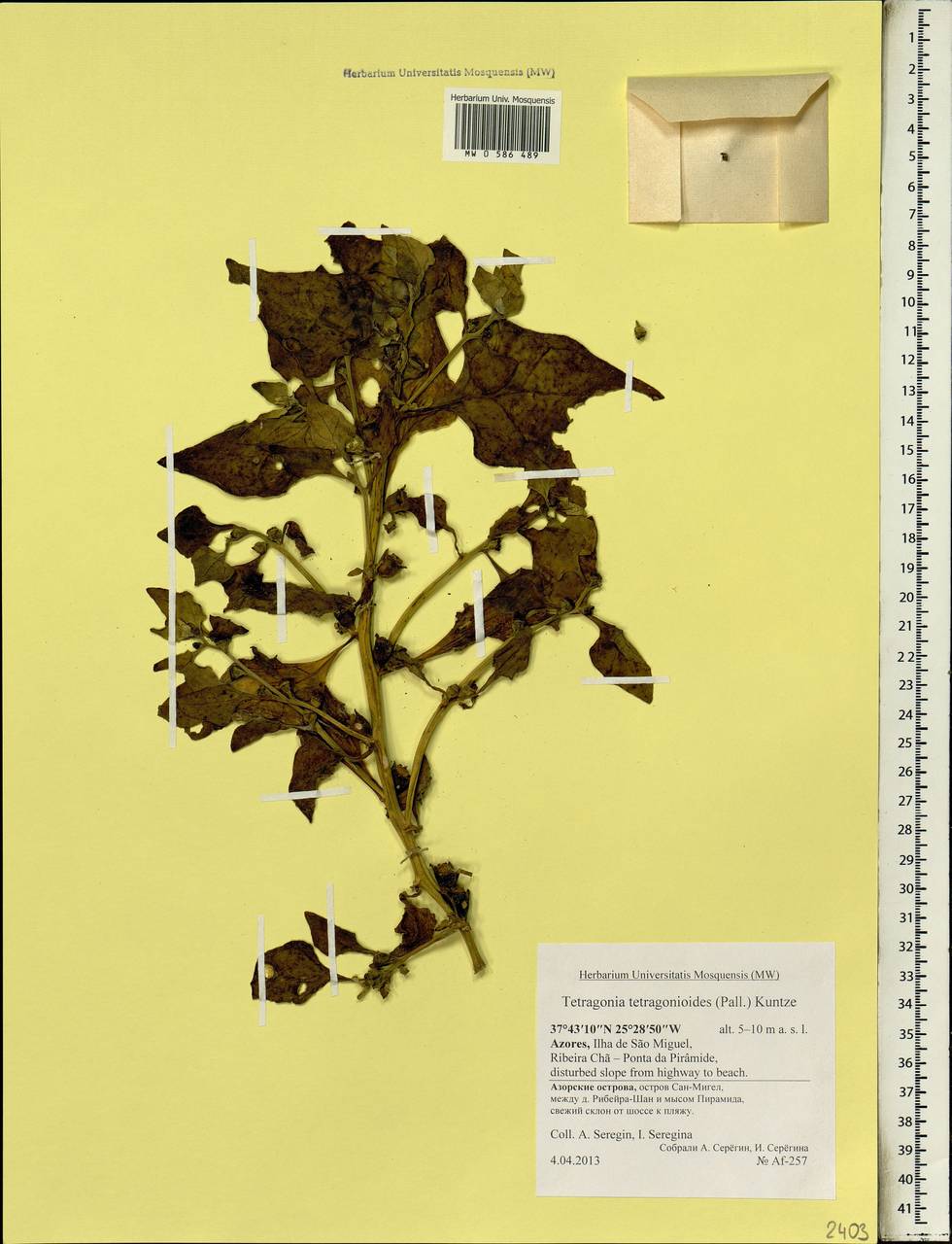 Tetragonia tetragonoides (Pall.) Kuntze, Africa (AFR) (Portugal)