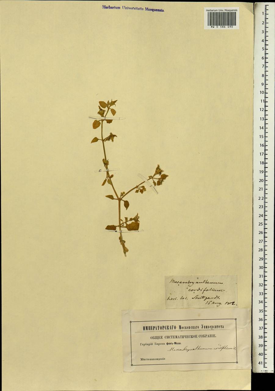 Mesembryanthemum cordifolium L. fil., Africa (AFR) (Germany)