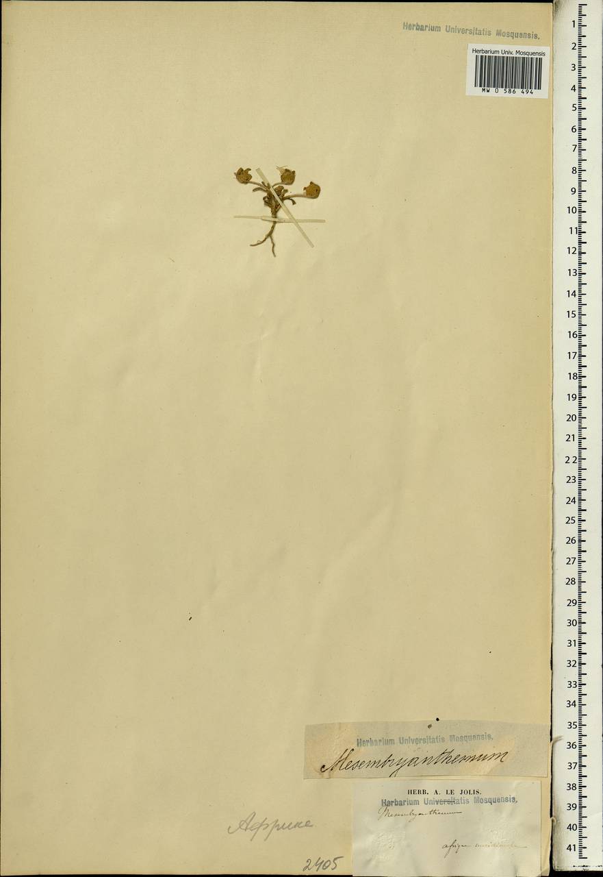 Mesembryanthemum, Africa (AFR) (South Africa)