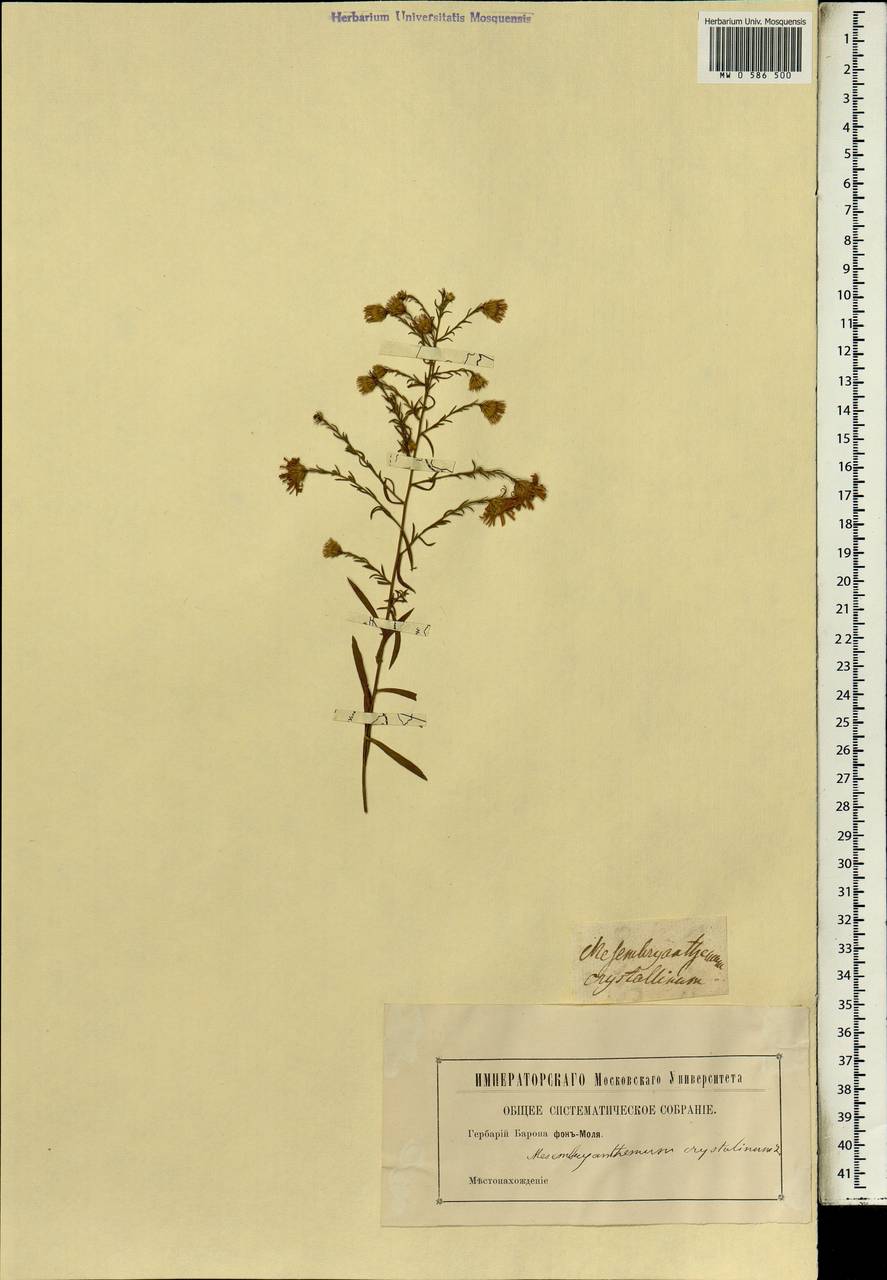 Mesembryanthemum crystallinum L., Africa (AFR) (Not classified)