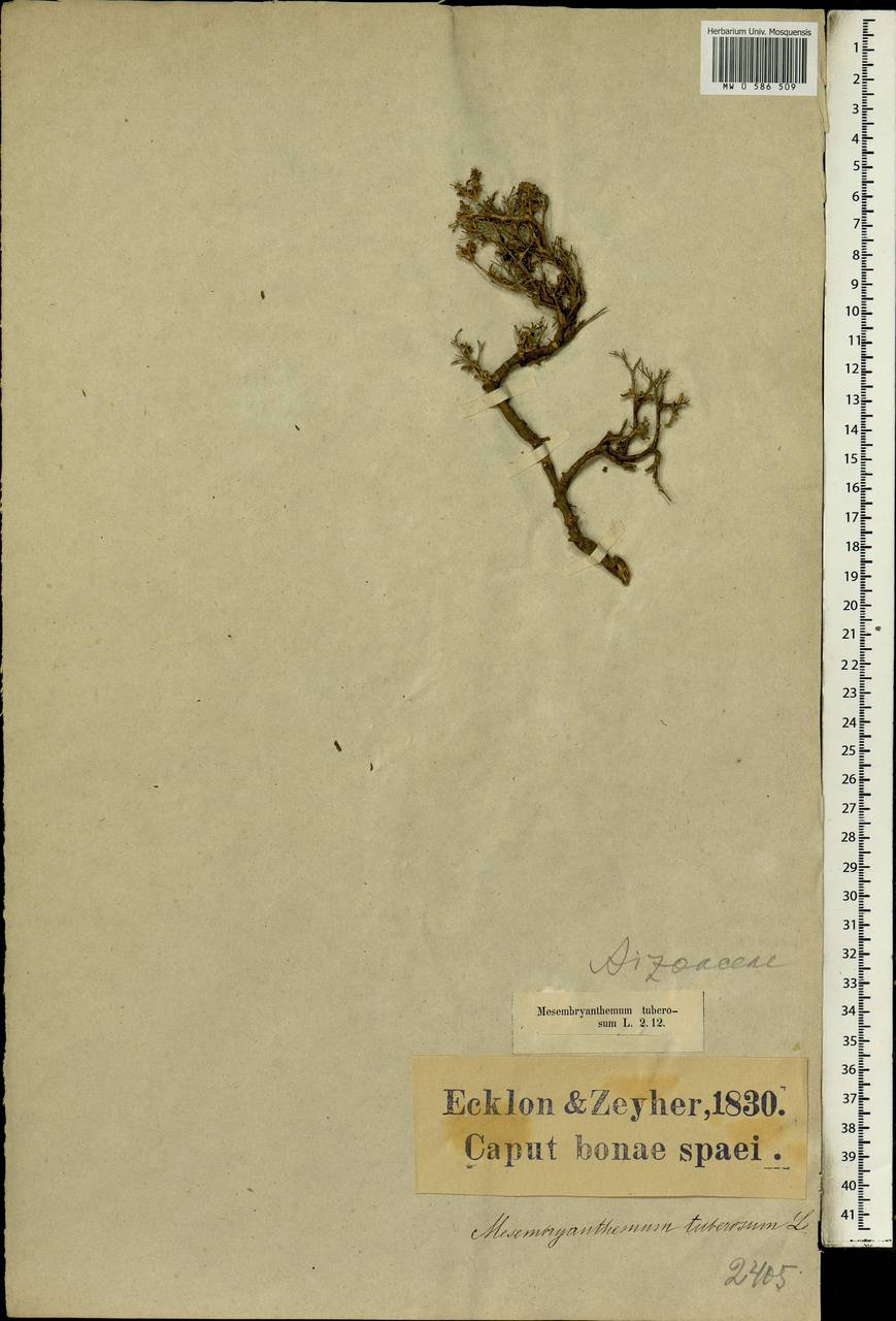 Mestoklema tuberosum (L.) N.E. Br. ex Glen, Africa (AFR) (South Africa)