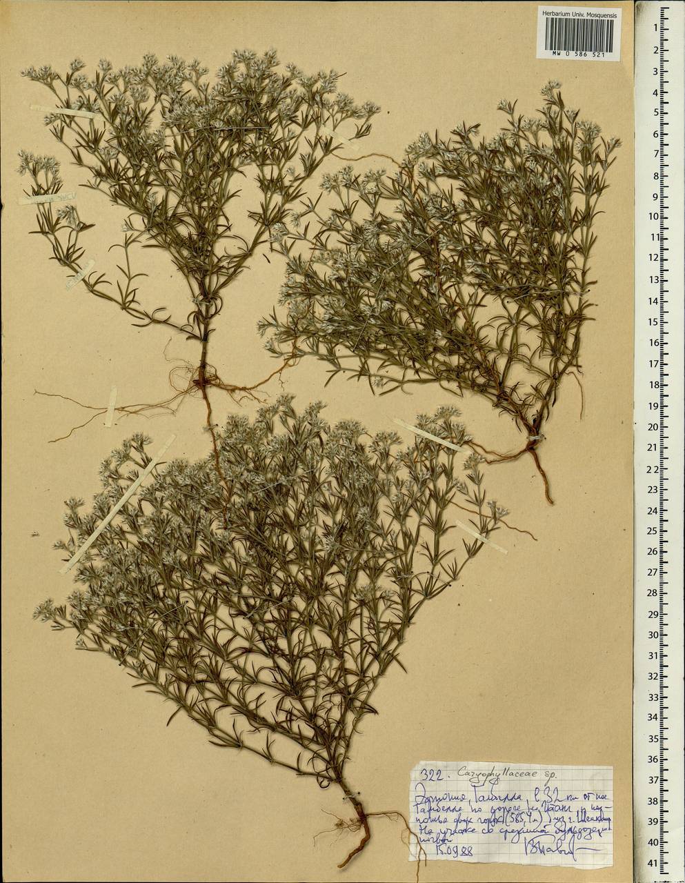 Caryophyllaceae, Africa (AFR) (Ethiopia)