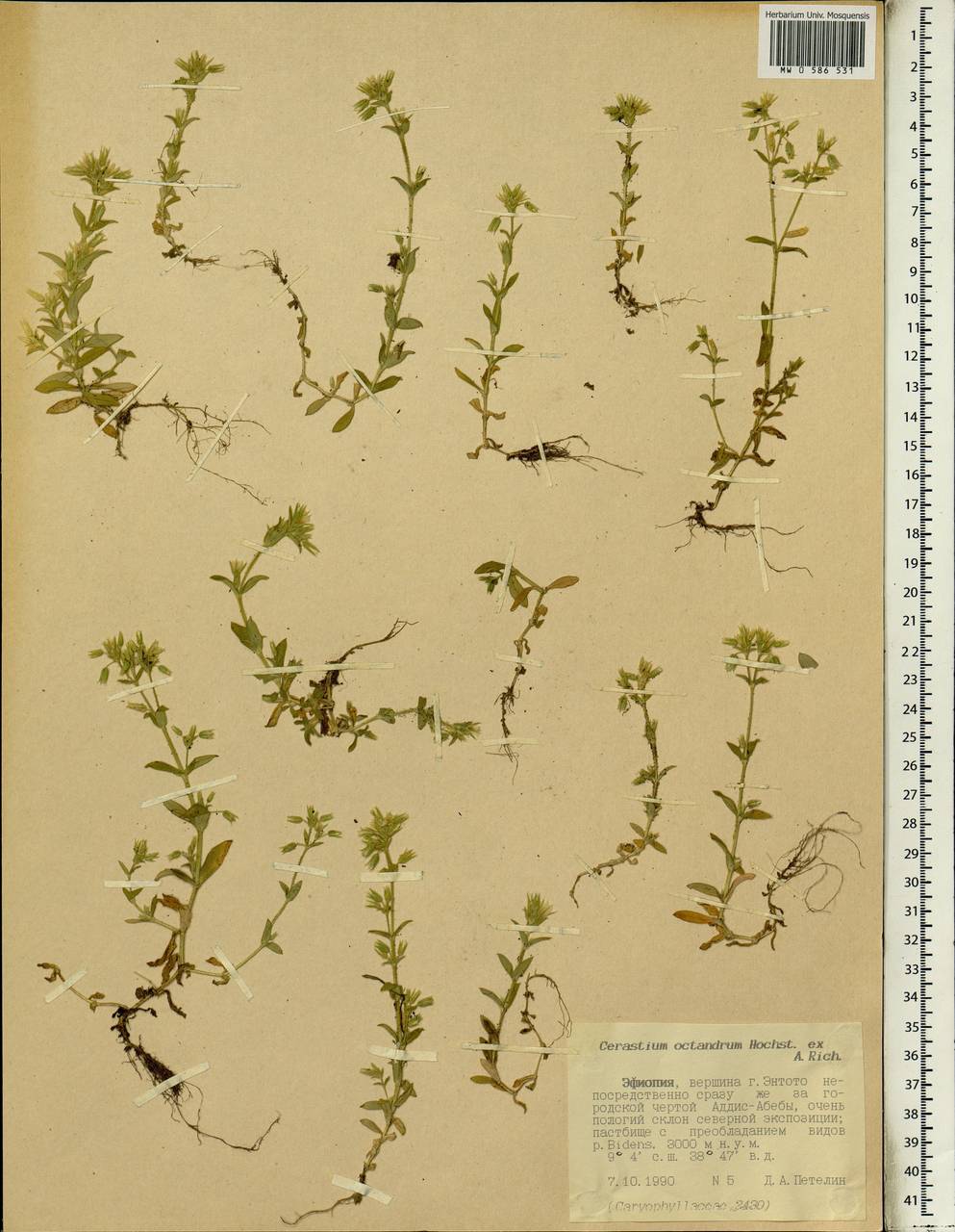 Cerastium octandrum Hochst. ex A. Rich., Africa (AFR) (Ethiopia)