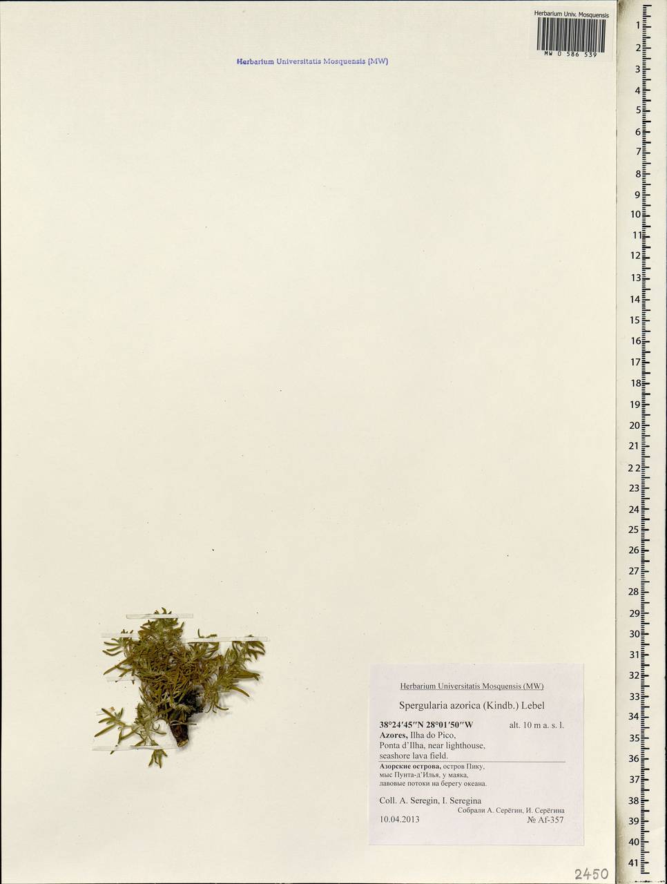 Spergularia azorica (Kindb.) Lebel, Africa (AFR) (Portugal)