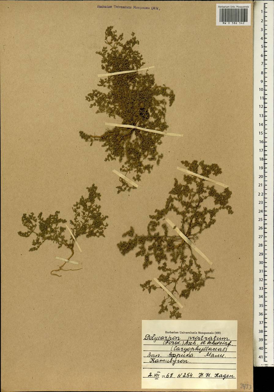 Polycarpon tetraphyllum subsp. tetraphyllum, Africa (AFR) (Mali)