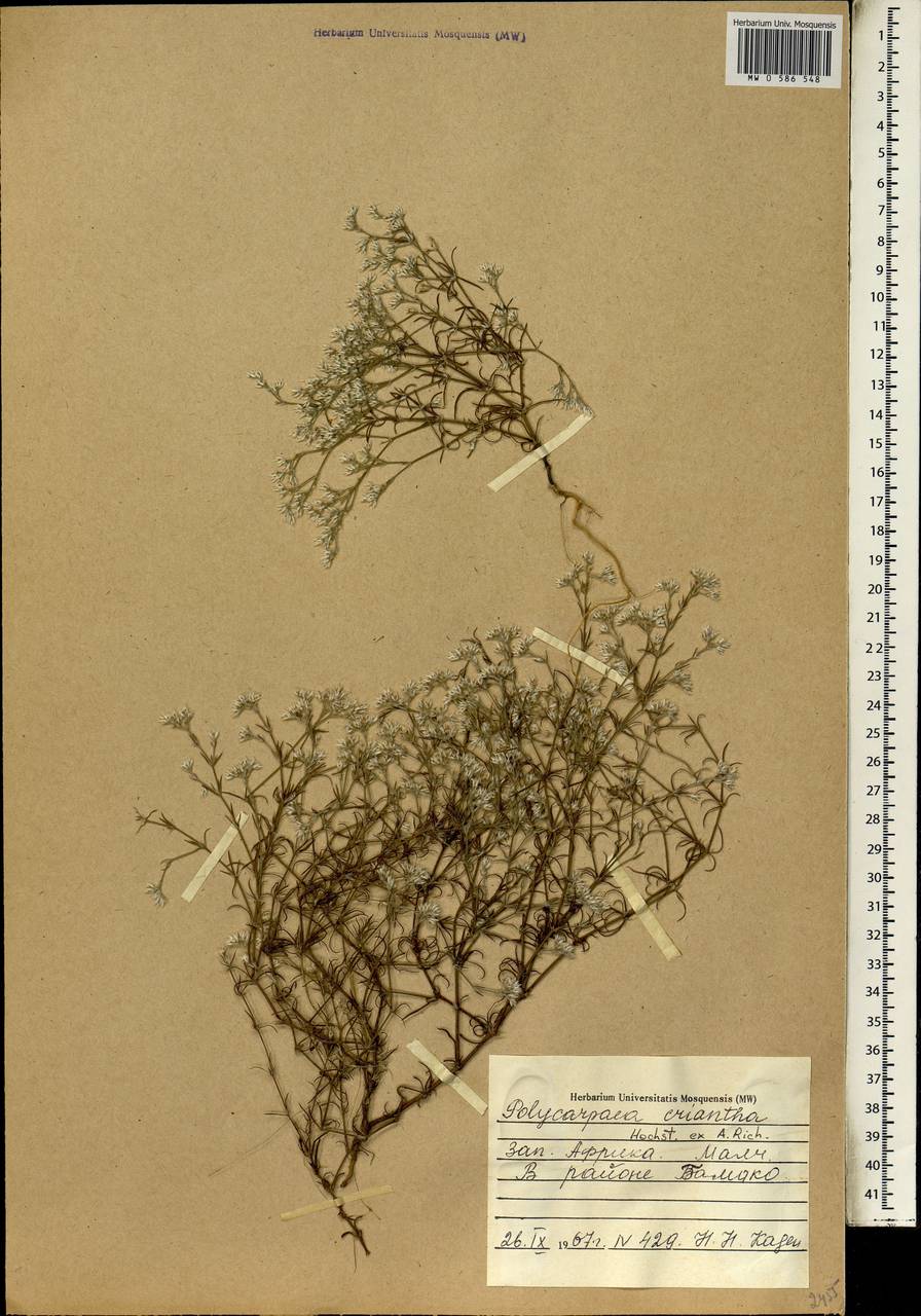 Polycarpaea eriantha Hochst. ex A. Rich., Africa (AFR) (Mali)