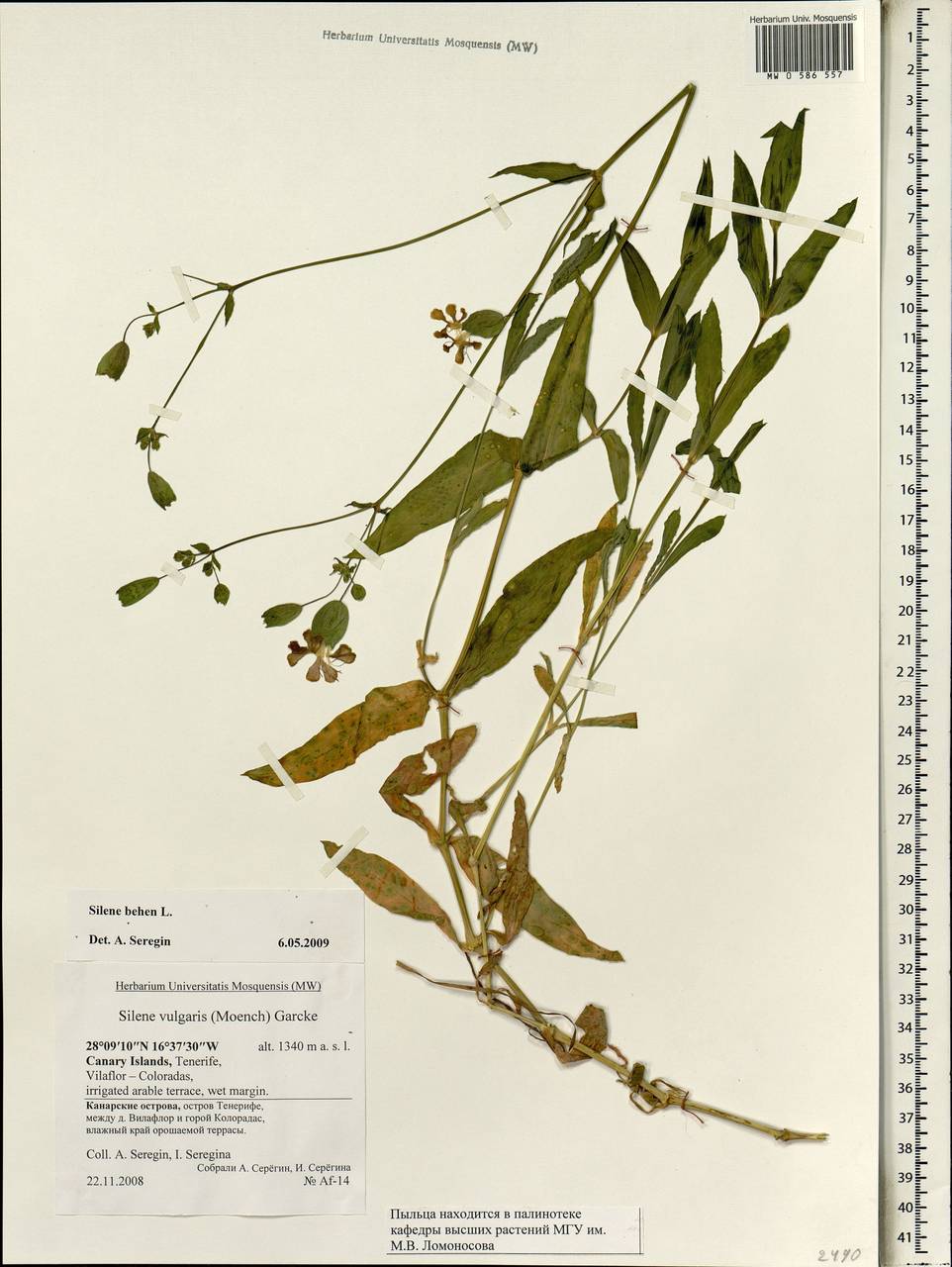 Silene behen L., Africa (AFR) (Spain)