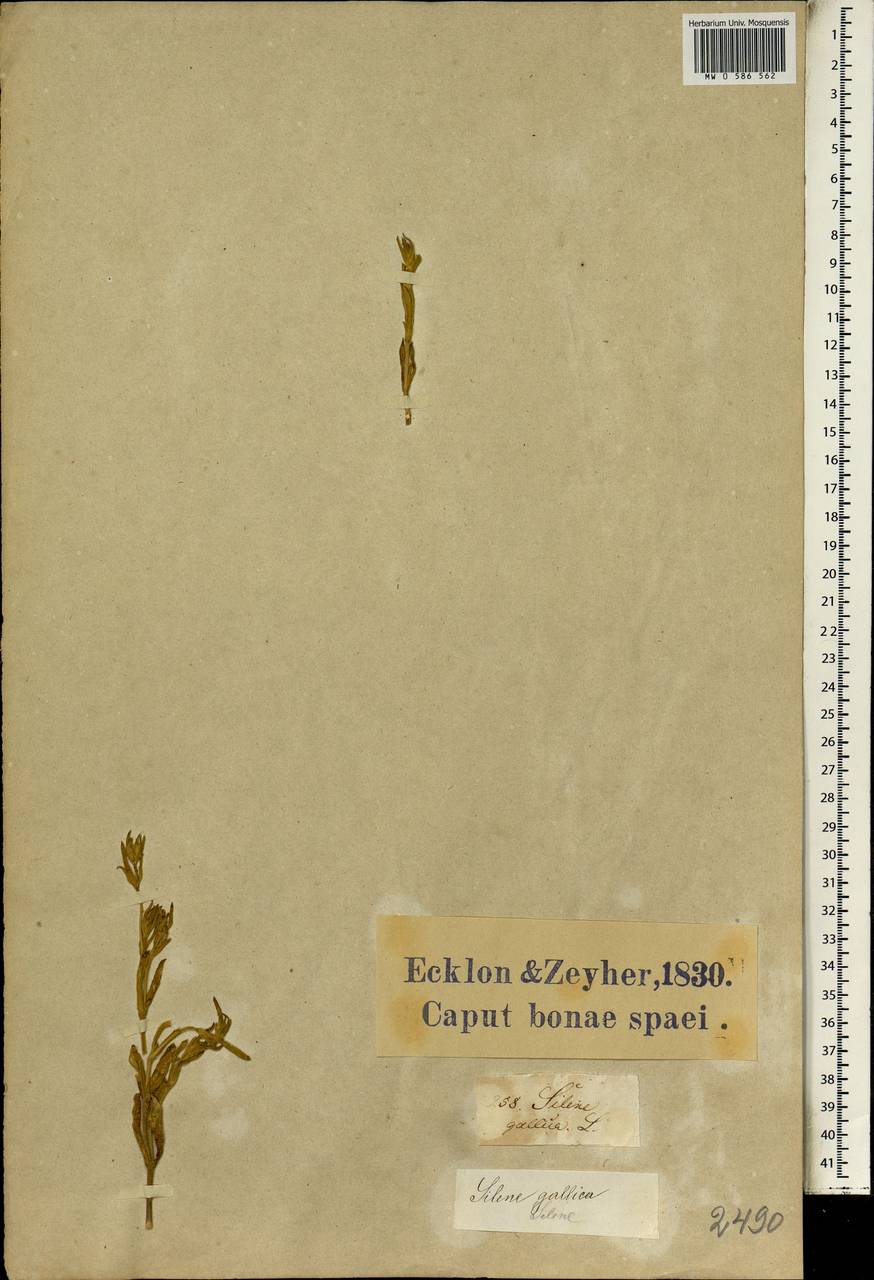 Silene gallica L., Africa (AFR) (South Africa)
