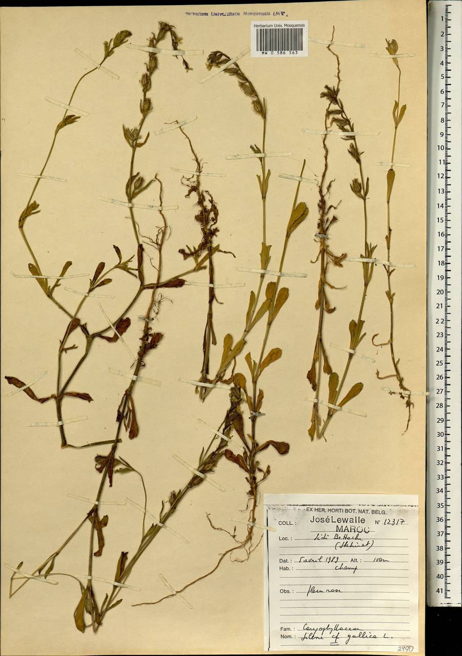 Silene gallica L., Africa (AFR) (Morocco)