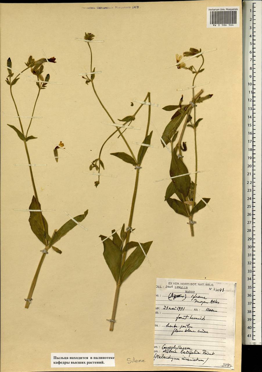 Silene latifolia subsp. latifolia, Africa (AFR) (Morocco)