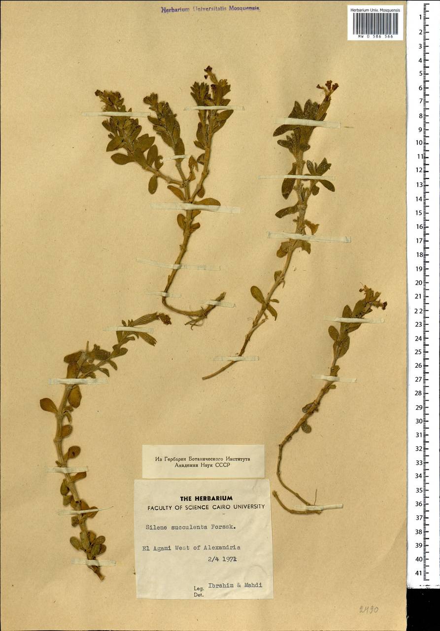 Silene succulenta, Africa (AFR) (Egypt)