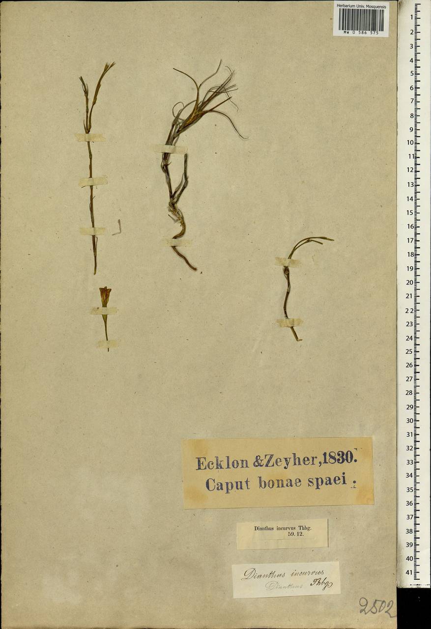 Dianthus albens (Soland. ex) Ait., Africa (AFR) (South Africa)