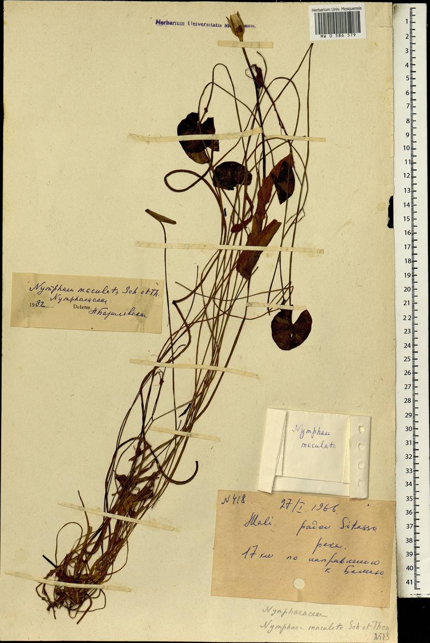 Nymphaea maculata Schumach. & Thonn., Africa (AFR) (Mali)