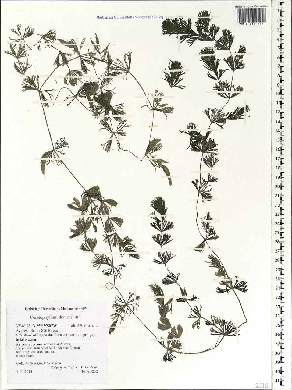 Ceratophyllum demersum L., Africa (AFR) (Portugal)