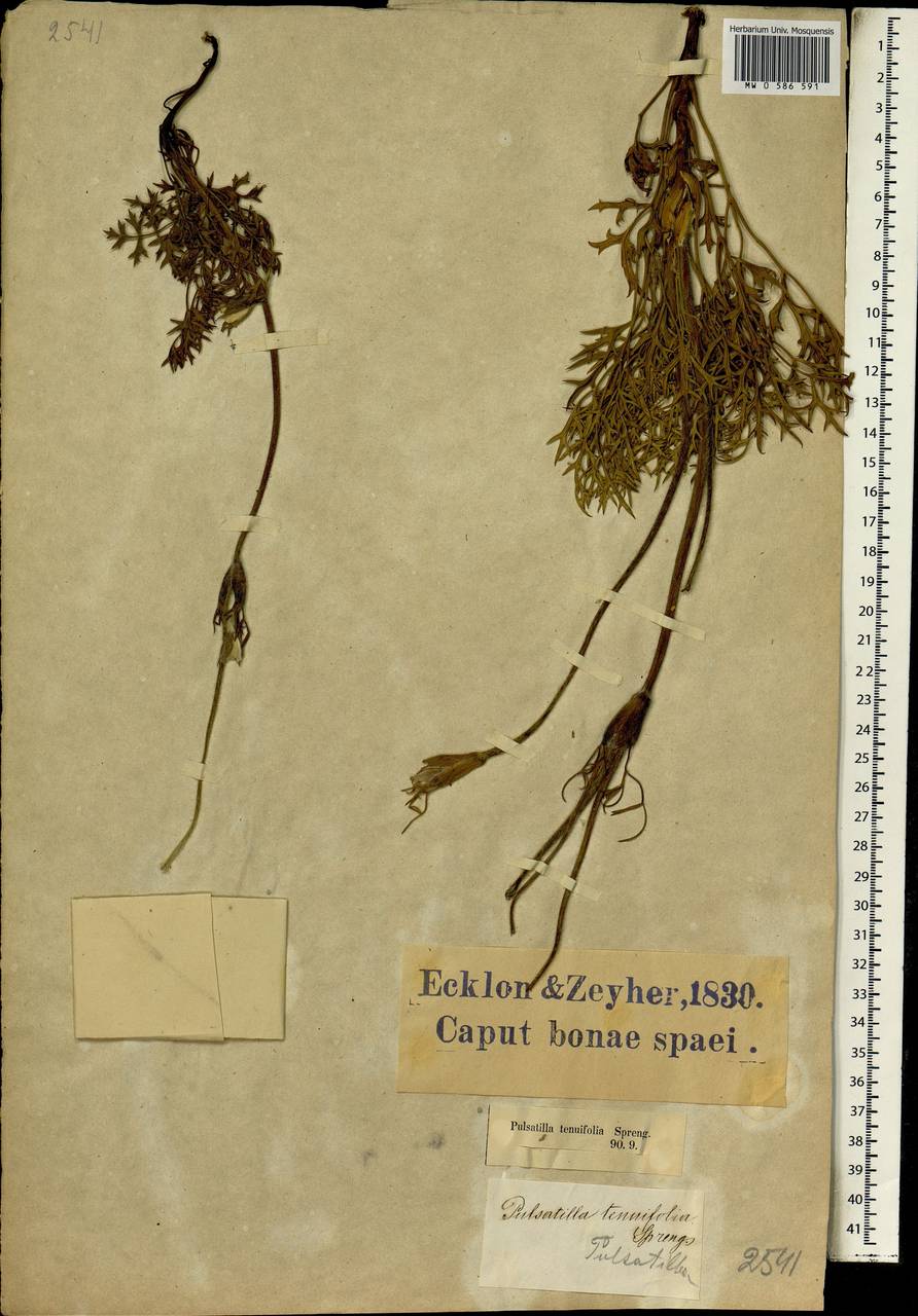 Anemone tenuifolia (L. fil.) DC., Africa (AFR) (South Africa)