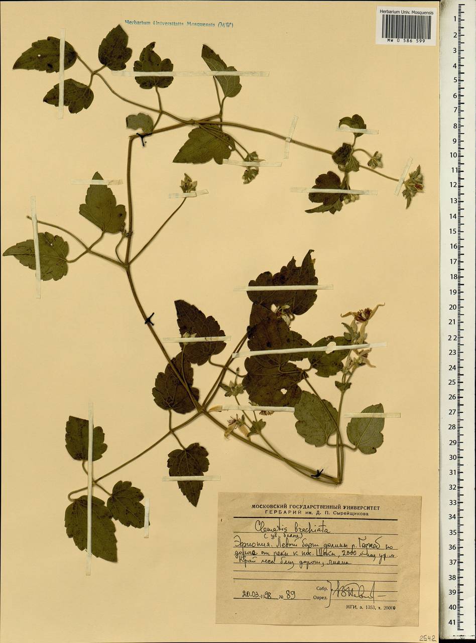 Clematis brachiata Thunb., Africa (AFR) (Ethiopia)