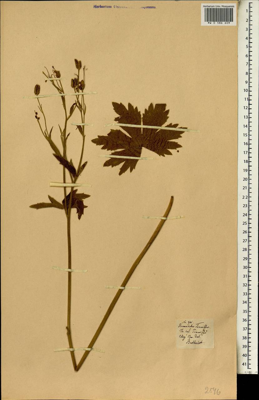 Ranunculus cortusifolius subsp. cortusifolius, Africa (AFR) (Spain)