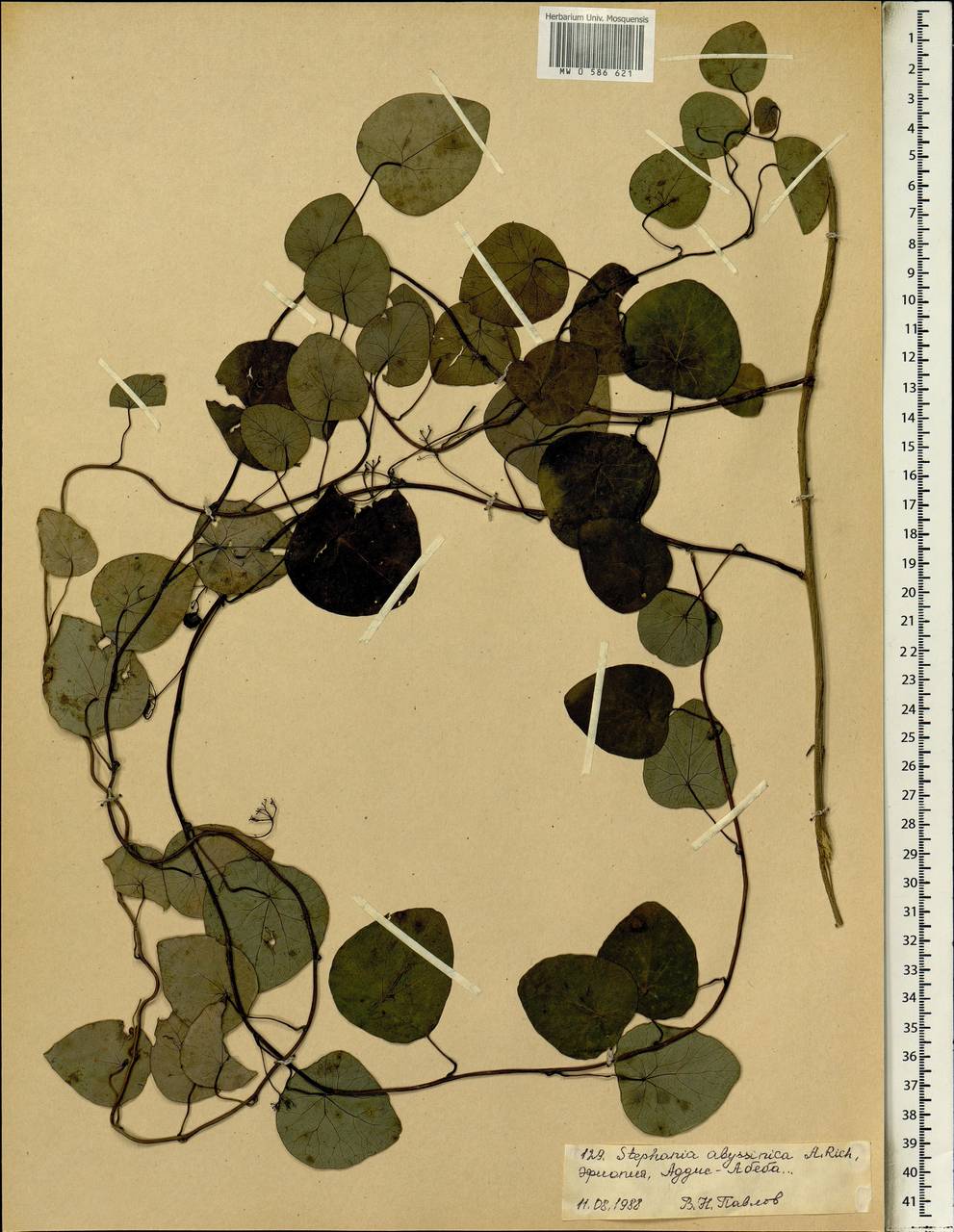 Stephania abyssinica (Quart.-Dill. & A. Rich.) Walp., Africa (AFR) (Ethiopia)