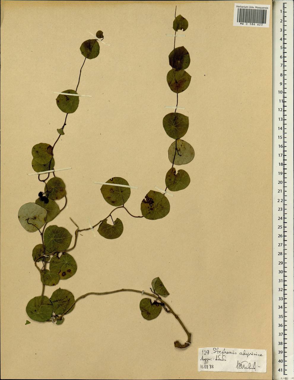 Stephania abyssinica (Quart.-Dill. & A. Rich.) Walp., Africa (AFR) (Ethiopia)