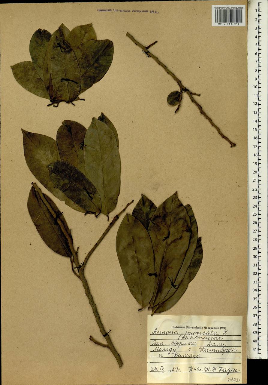 Annona muricata L., Africa (AFR) (Mali)